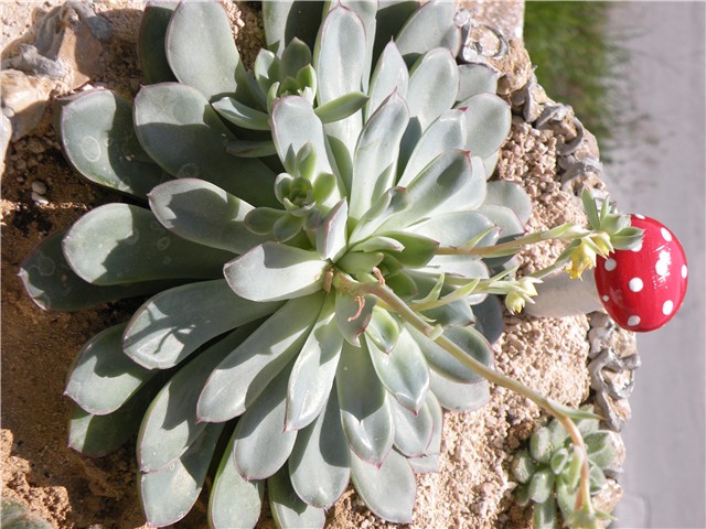 echeveria